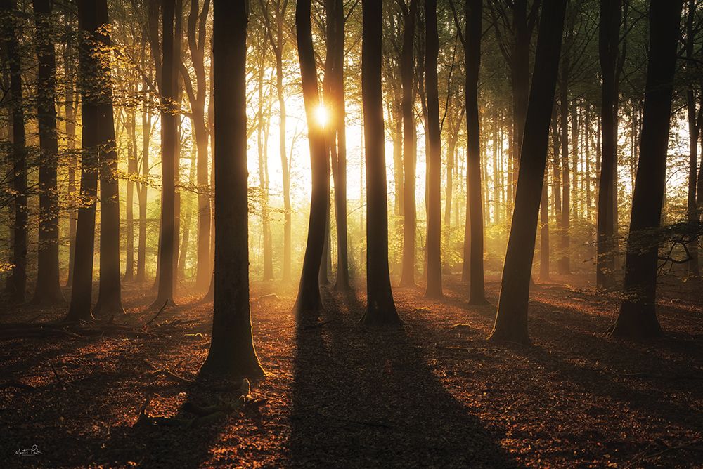 A Glimpse of Gold art print by Martin Podt for $57.95 CAD