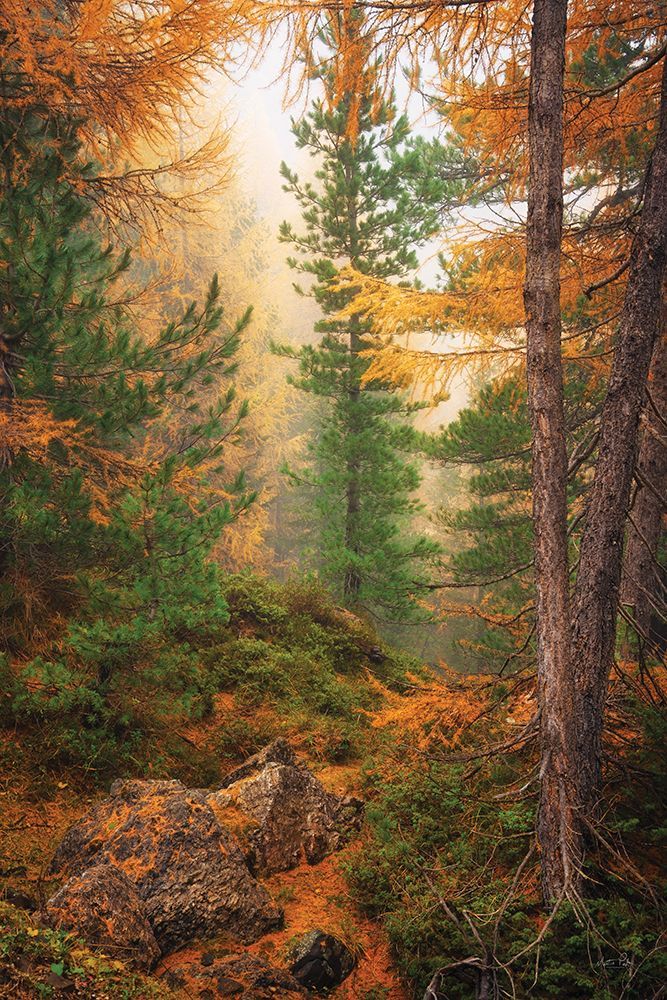 Gold and Greens of Autumn art print by Martin Podt for $57.95 CAD
