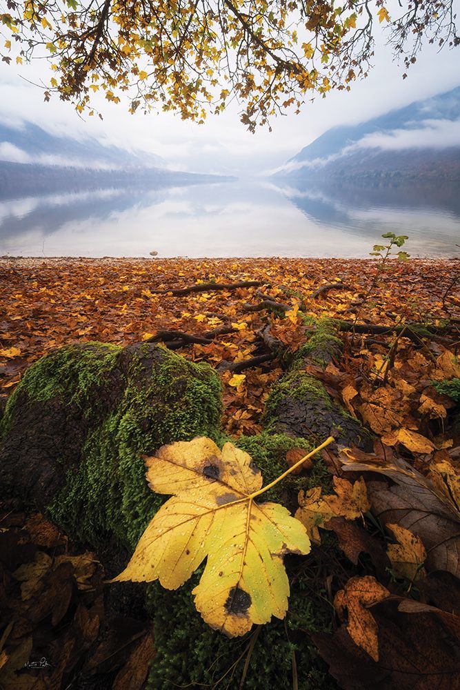 Golden Standout art print by Martin Podt for $57.95 CAD