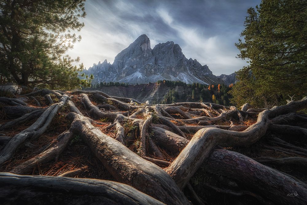 Rooted in the Mountains art print by Martin Podt for $57.95 CAD