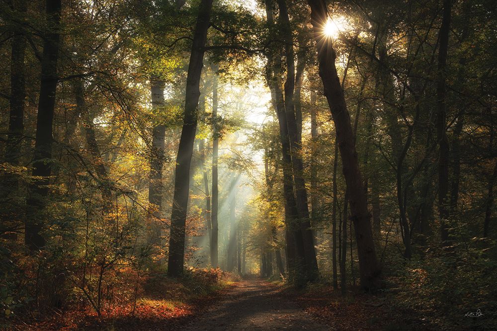 Sunlit Path art print by Martin Podt for $57.95 CAD