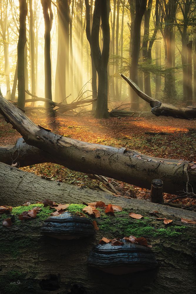 Forest Magic art print by Martin Podt for $57.95 CAD