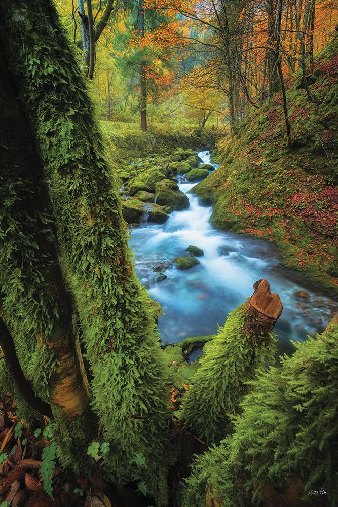 Among the Moss art print by Martin Podt for $57.95 CAD