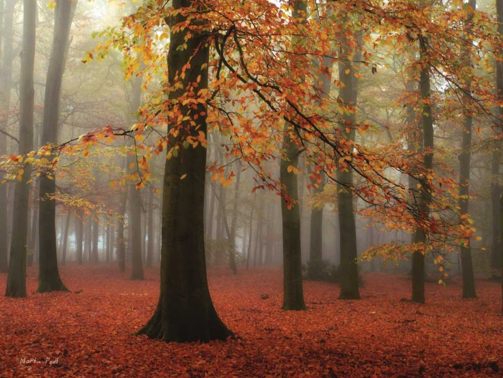 Miss Misty art print by Martin Podt for $57.95 CAD