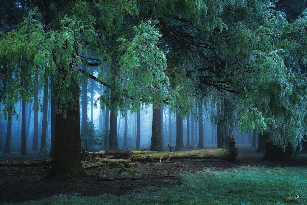 Dark Forest art print by Martin Podt for $57.95 CAD