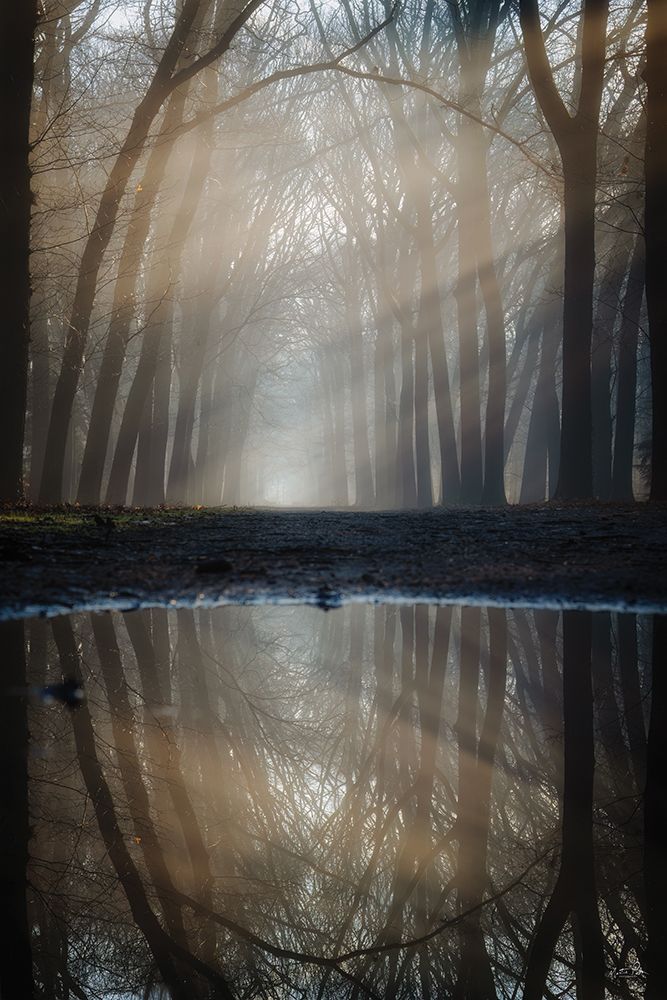 Reflection of Winter art print by Martin Podt for $57.95 CAD