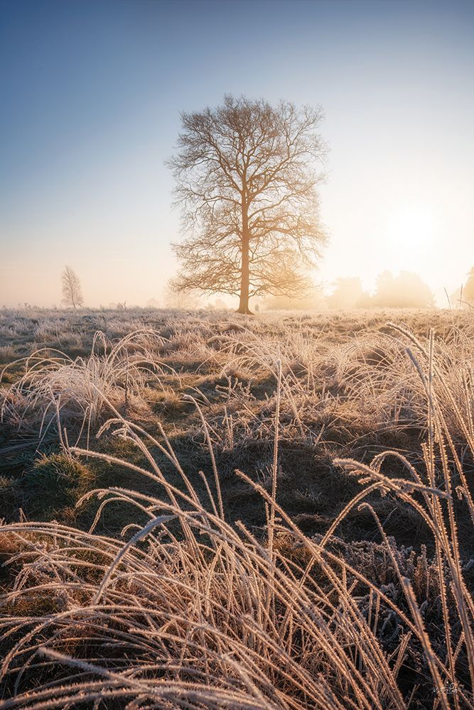 Frozen Morning art print by Martin Podt for $57.95 CAD