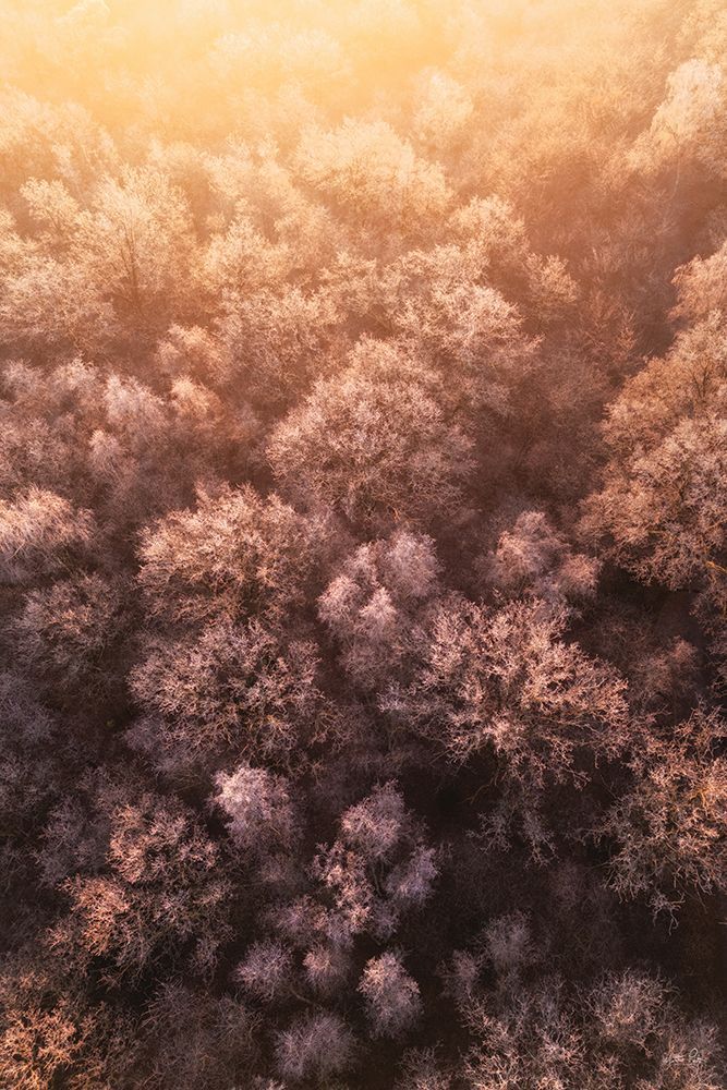 Frozen Tree Tops art print by Martin Podt for $57.95 CAD