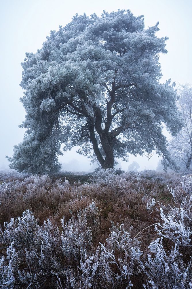 Frost Kissed art print by Martin Podt for $57.95 CAD