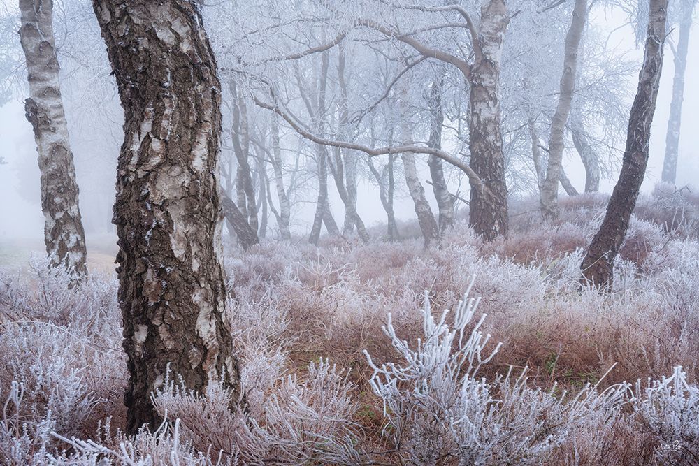 Frozen Forest art print by Martin Podt for $57.95 CAD