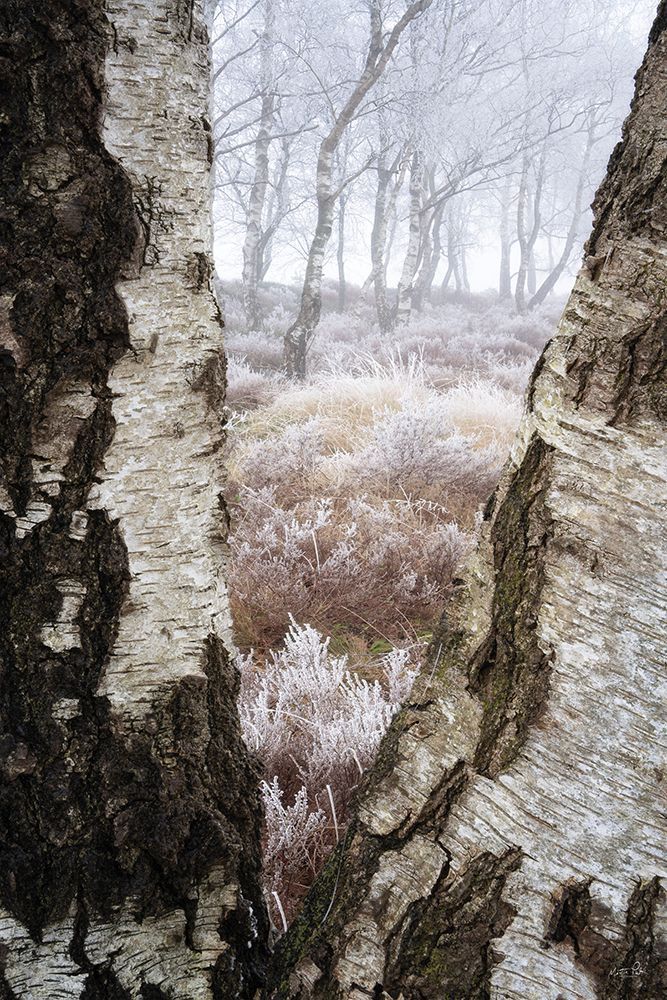 Hoarfrost View art print by Martin Podt for $57.95 CAD