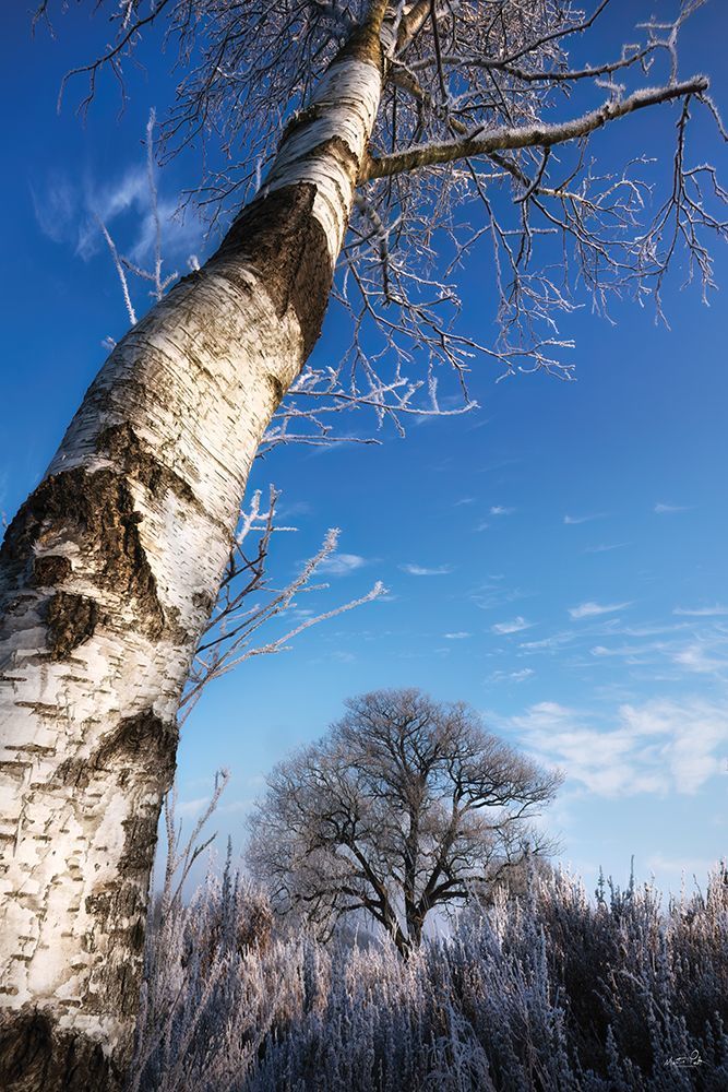 Hoarfrost Trees art print by Martin Podt for $57.95 CAD