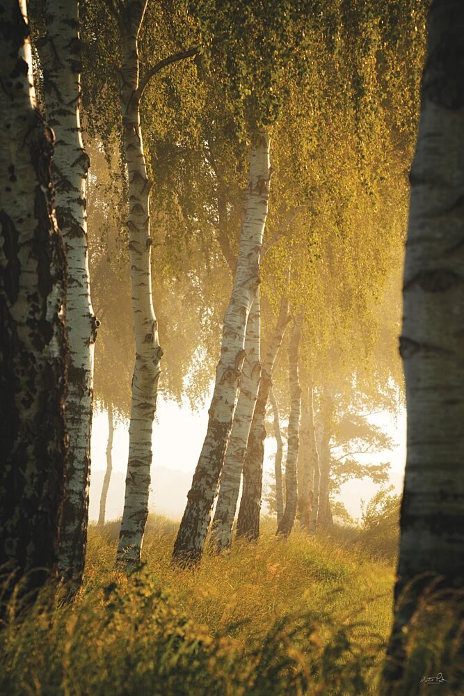 Birches in the Morning Light art print by Martin Podt for $57.95 CAD