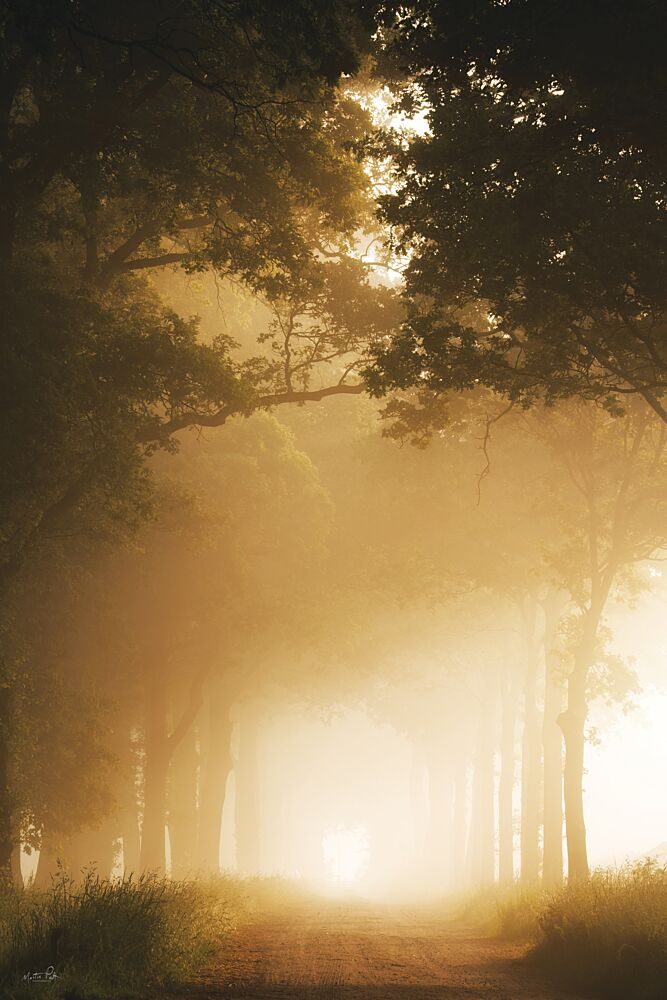 Sun-Kissed Fog I art print by Martin Podt for $57.95 CAD