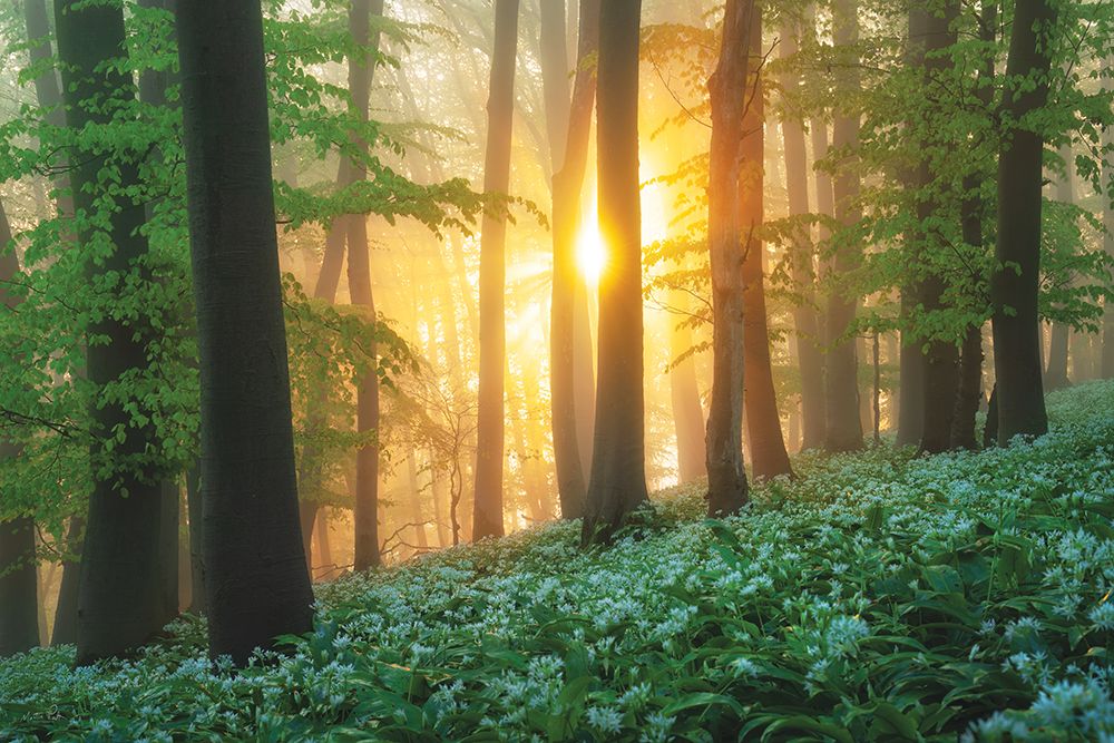 Wild Garlic Sunrise art print by Martin Podt for $57.95 CAD