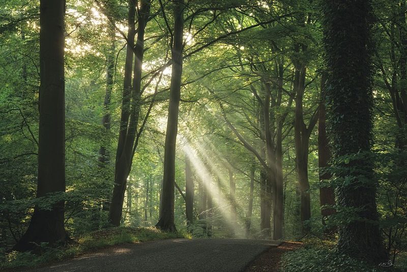 Morning Rays I art print by Martin Podt for $57.95 CAD