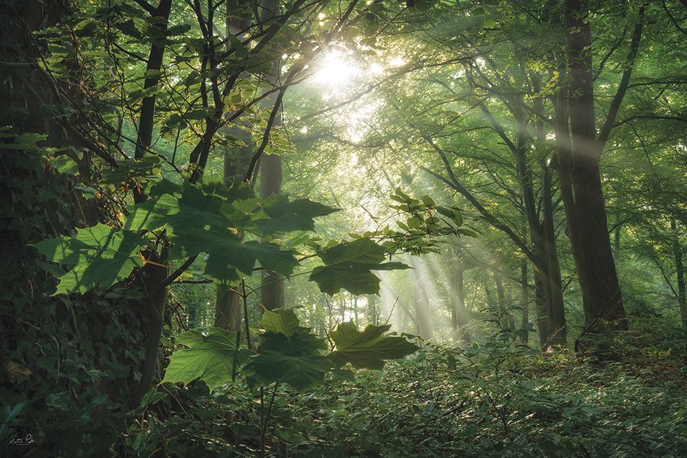 Morning Rays II art print by Martin Podt for $57.95 CAD