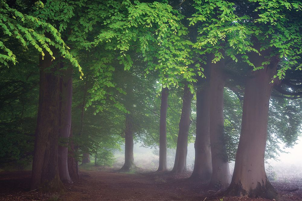 Veiled Woods art print by Martin Podt for $57.95 CAD
