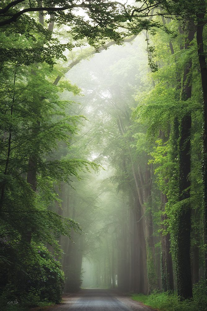 The Tree Tunnel art print by Martin Podt for $57.95 CAD
