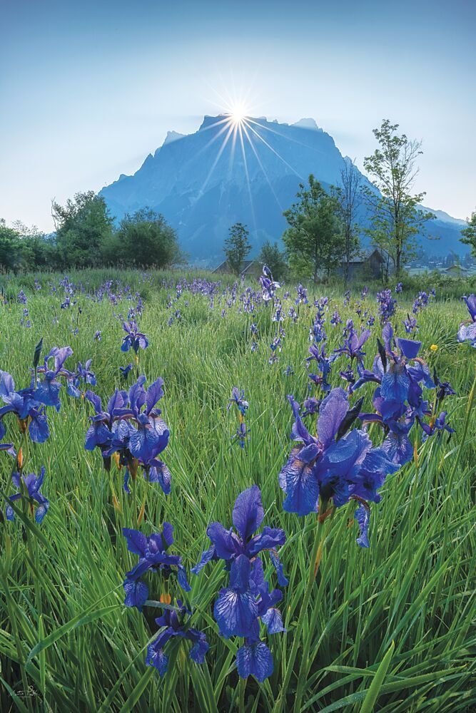 Alpine Iris Sunrise art print by Martin Podt for $57.95 CAD