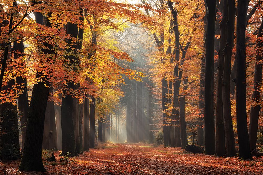 Autumns Peak art print by Martin Podt for $57.95 CAD