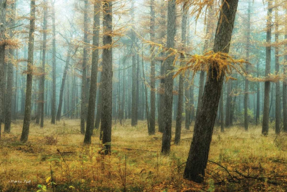 Holterberg in the Mist art print by Martin Podt for $57.95 CAD