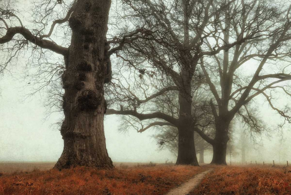 Misty Trees art print by Martin Podt for $57.95 CAD