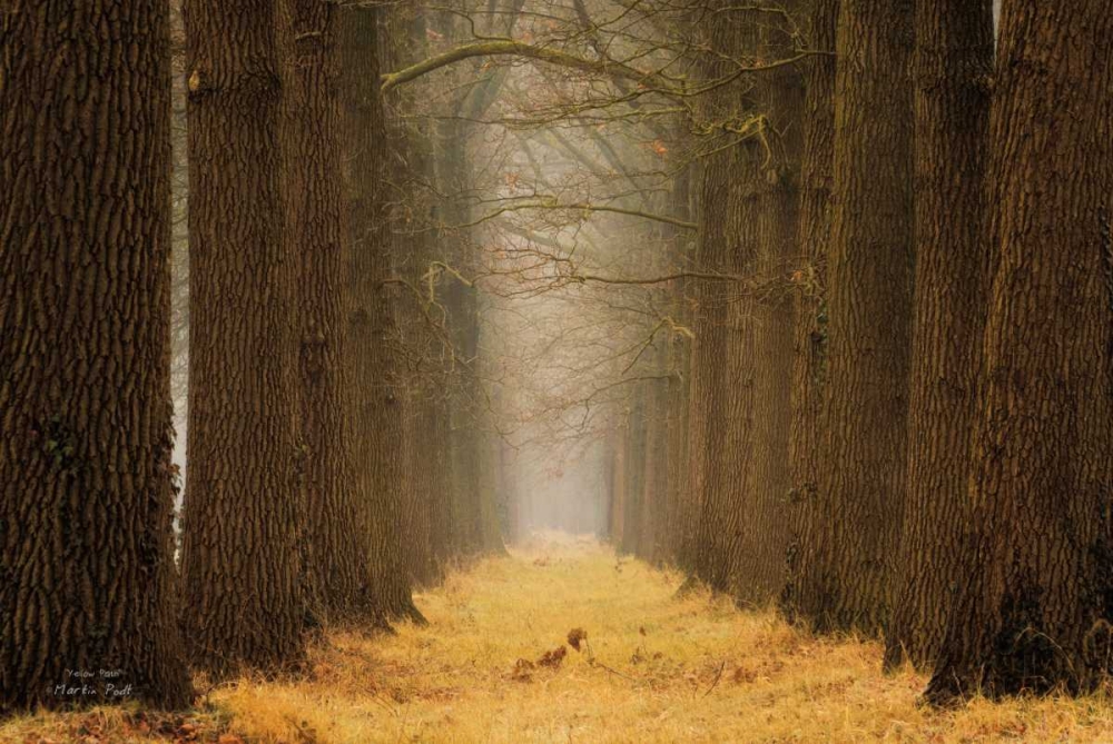 Yellow Path art print by Martin Podt for $57.95 CAD