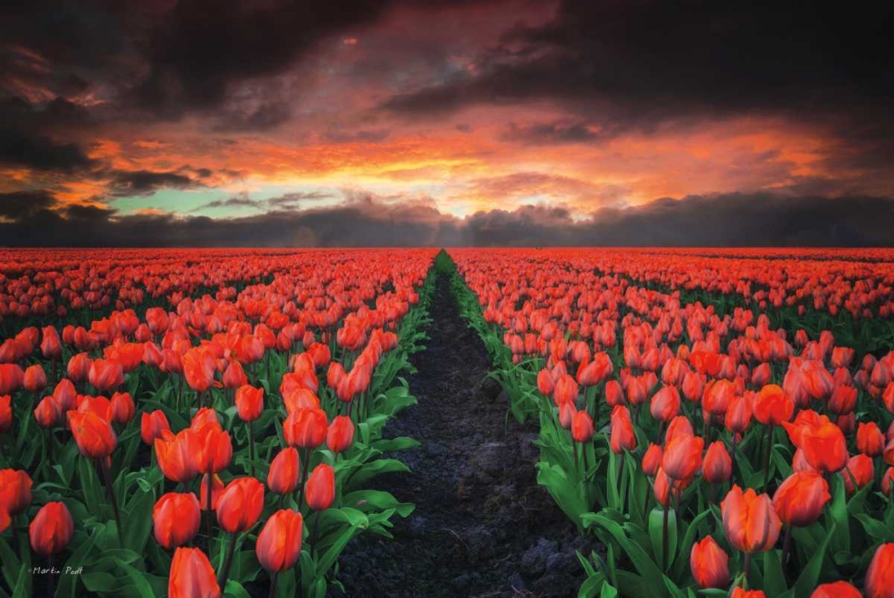 Endless Fields art print by Martin Podt for $57.95 CAD