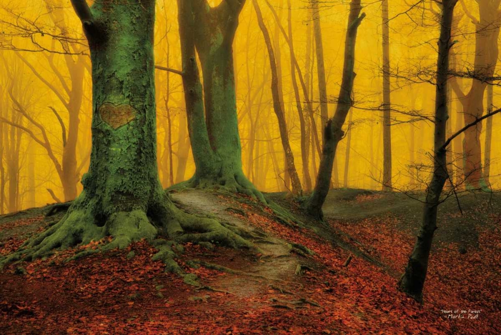 Heart of the Forest art print by Martin Podt for $57.95 CAD