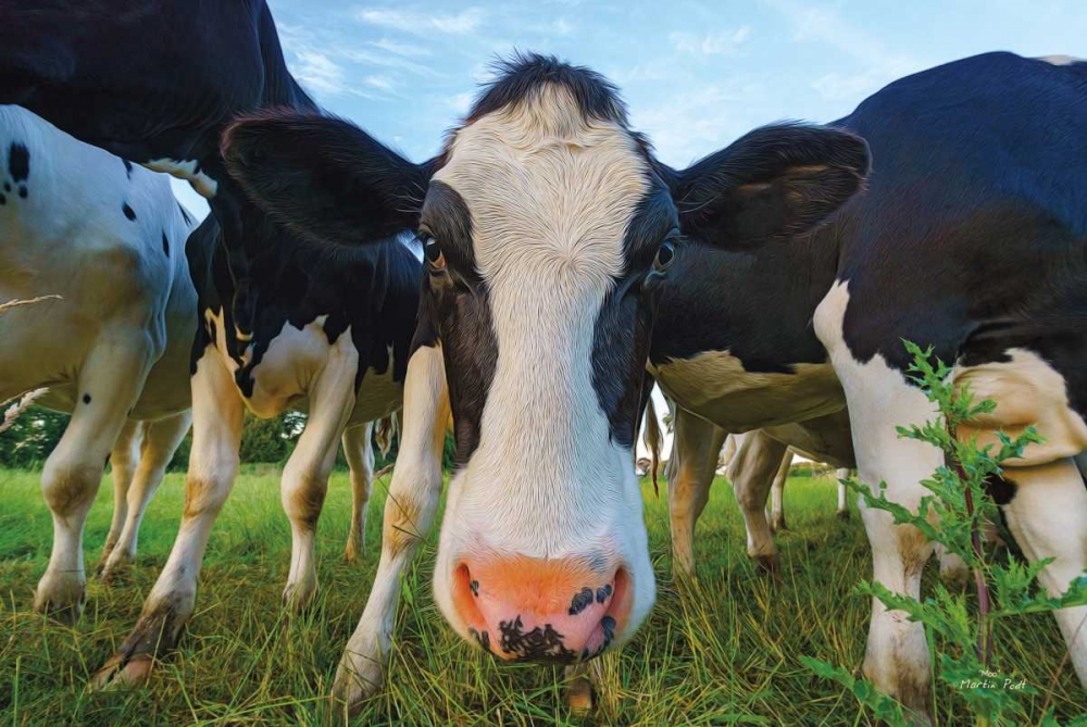 Moo art print by Martin Podt for $57.95 CAD