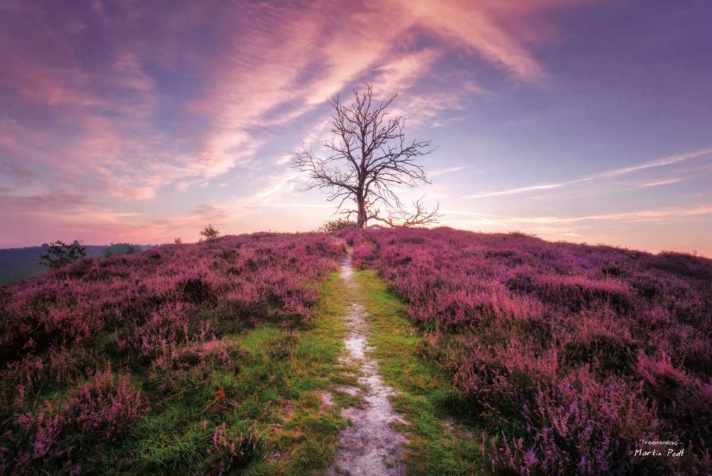 Treemendous art print by Martin Podt for $57.95 CAD