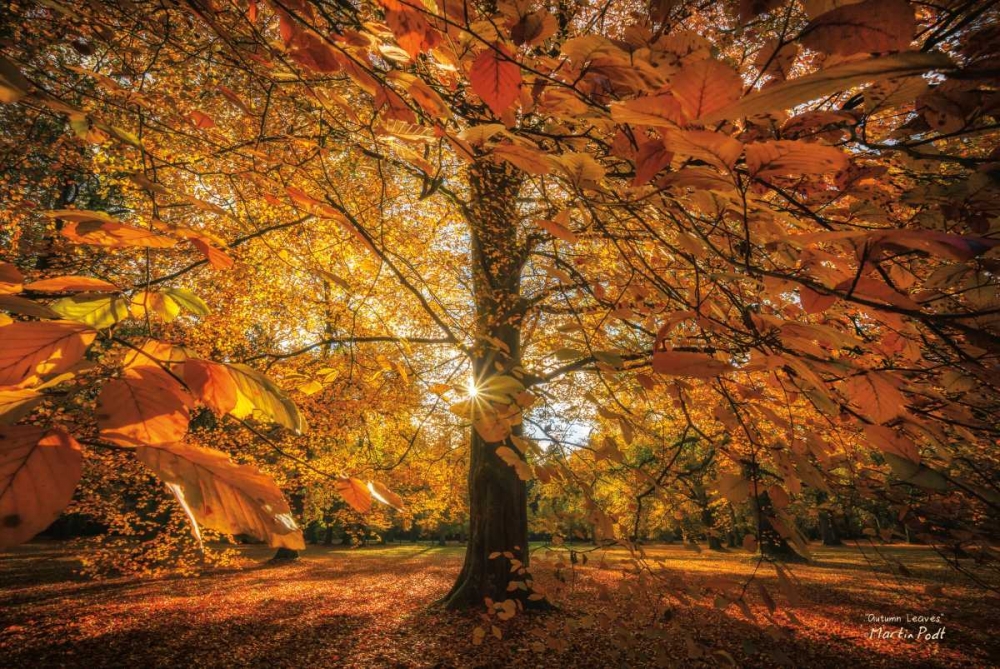 Autumn Leaves art print by Martin Podt for $57.95 CAD