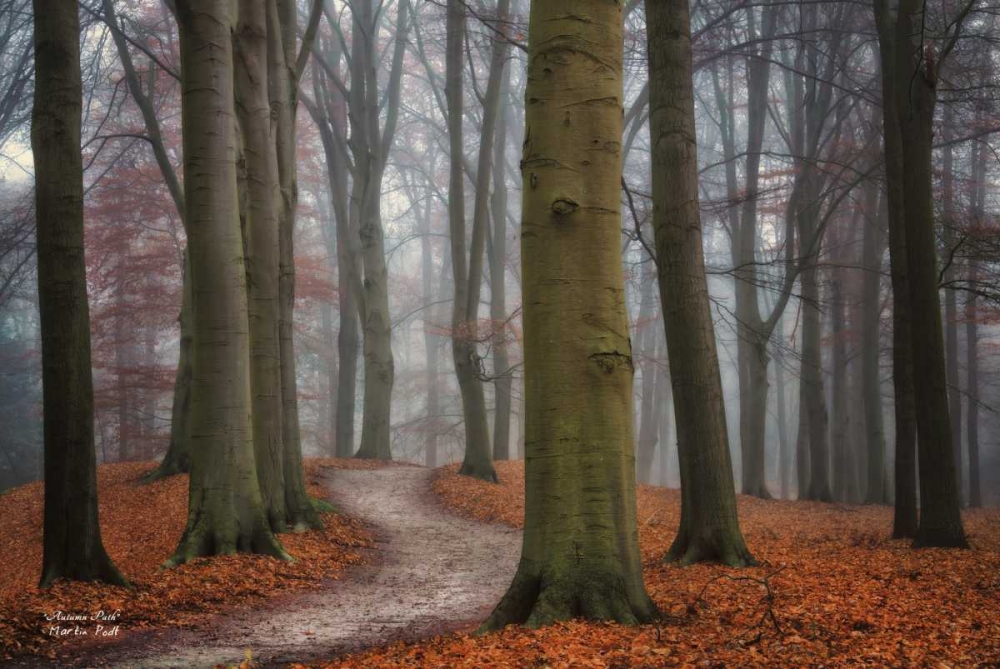 Autumn Path art print by Martin Podt for $57.95 CAD
