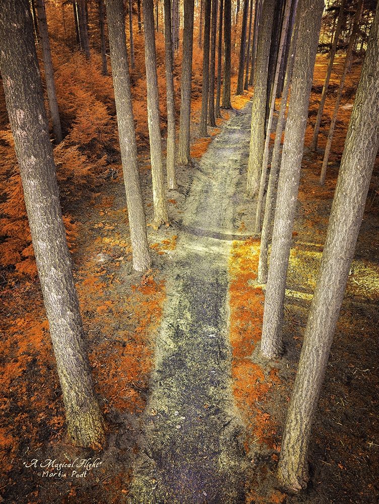 A Magical Flight art print by Martin Podt for $57.95 CAD
