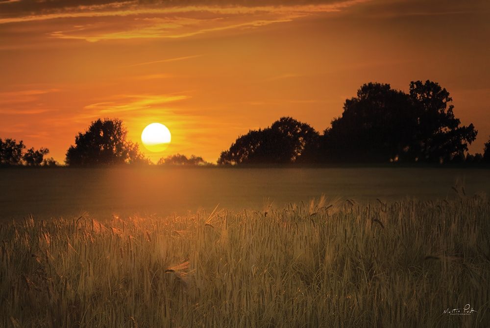 Fields of Gold art print by Martin Podt for $57.95 CAD