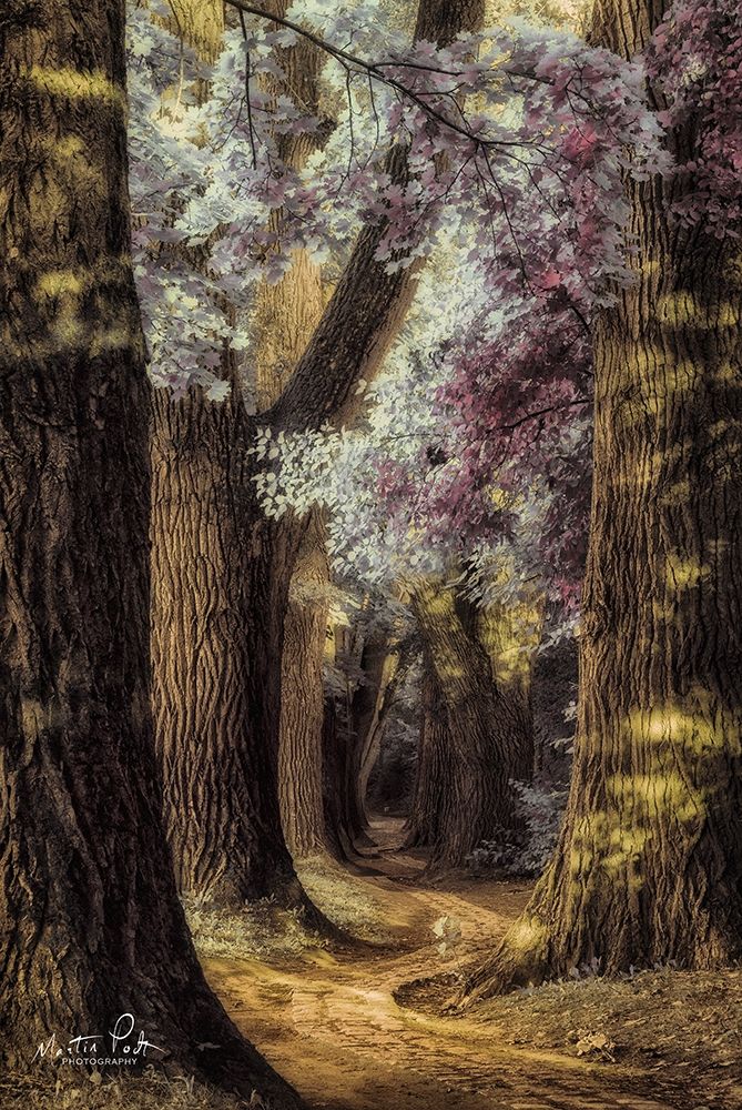 Fluffy Road art print by Martin Podt for $57.95 CAD