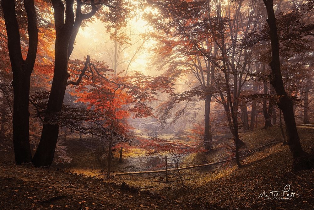 The Pool art print by Martin Podt for $57.95 CAD