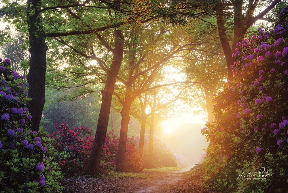 Color Overdose art print by Martin Podt for $57.95 CAD