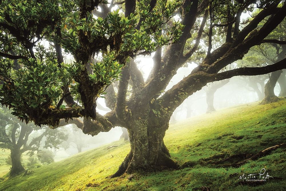 King of the Forest art print by Martin Podt for $57.95 CAD