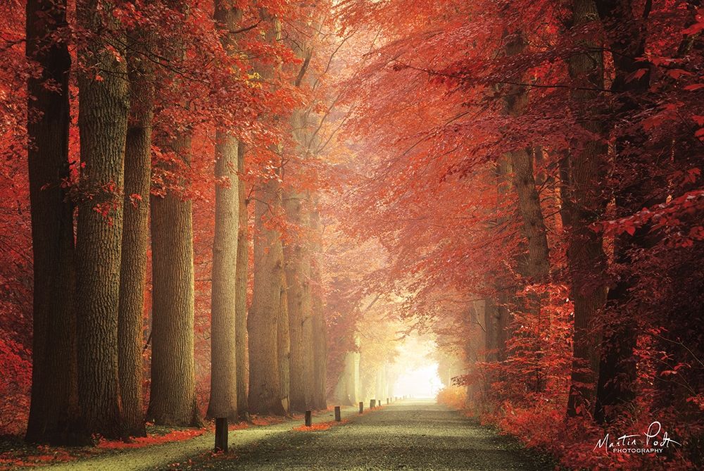 Way to Red art print by Martin Podt for $57.95 CAD