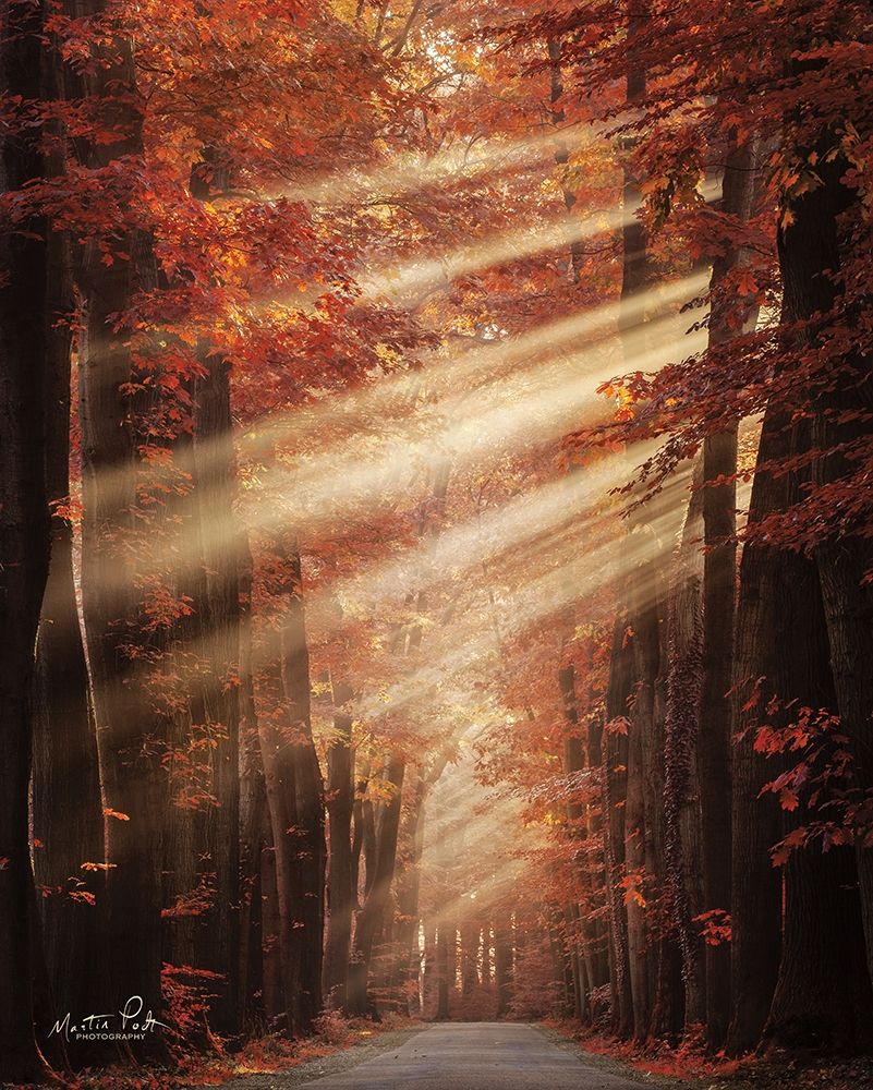 Ladies in Red art print by Martin Podt for $57.95 CAD