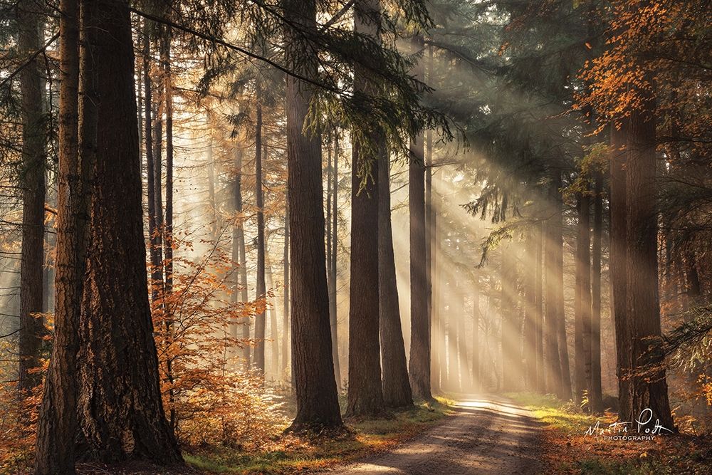 Fresh Autumn Light art print by Martin Podt for $57.95 CAD