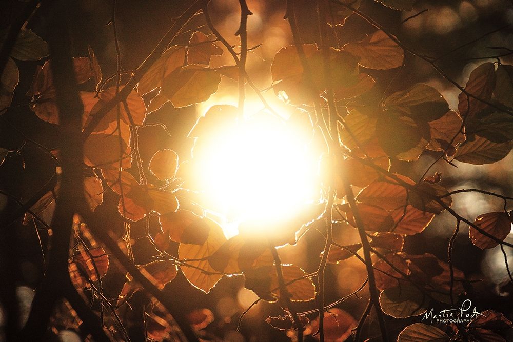Into the Sun art print by Martin Podt for $57.95 CAD