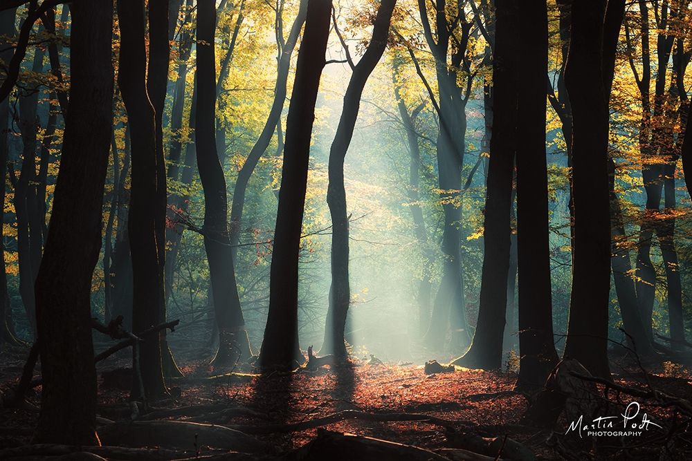 Forest Blues art print by Martin Podt for $57.95 CAD