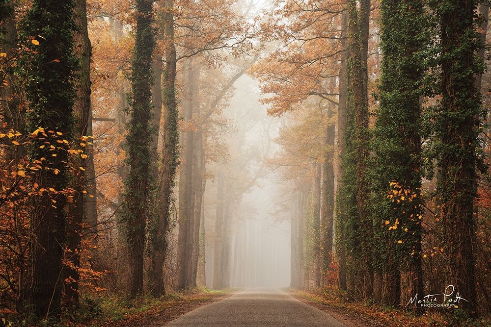 Foggy Autumn Road art print by Martin Podt for $57.95 CAD