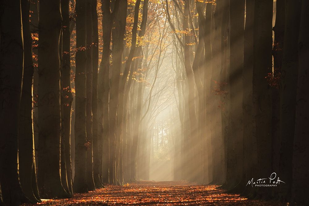 Classic Shot art print by Martin Podt for $57.95 CAD