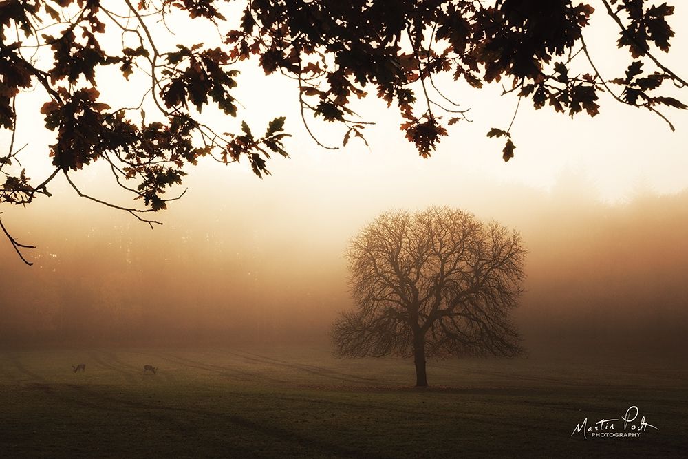 Under the Leaves art print by Martin Podt for $57.95 CAD