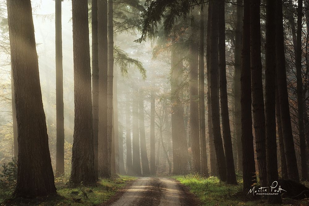 Natural Beauty art print by Martin Podt for $57.95 CAD