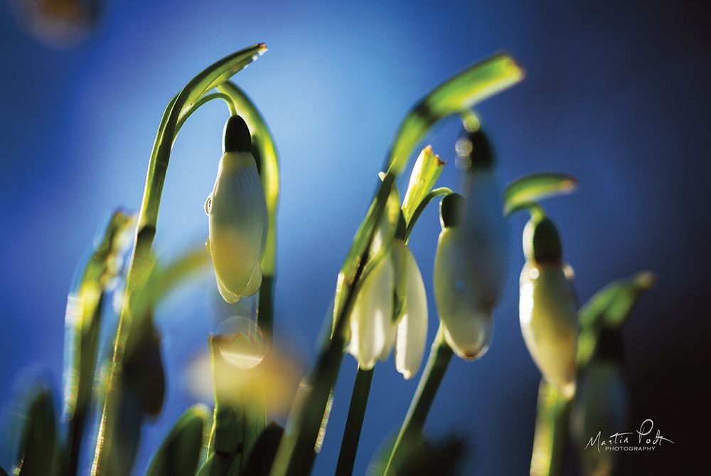 Snowdrops V art print by Martin Podt for $57.95 CAD